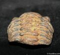 Trilobite Pennaia Verneuili From Bolovia (Partial) #1048-2